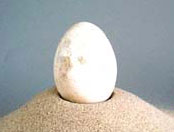 600-year old egg