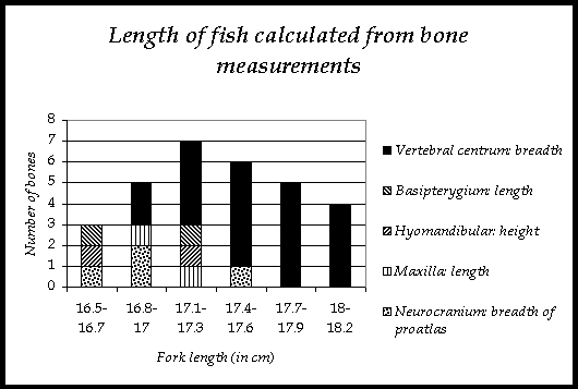 Histogram showing distribution of fish lengths calculated from bone measurements